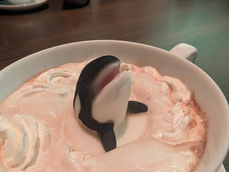 一群虎鲸，间谍跳跃可可名古屋港公共水族馆一群虎鲸，间谍跳跃可可名古屋港公共水族馆