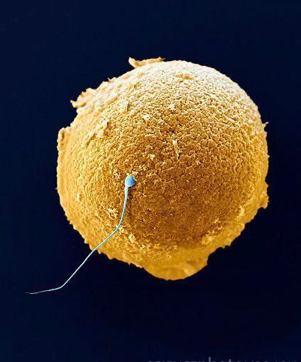 一颗高傲的卵子是不可能贱嗖嗖地跑到阴道等精子大军的人类每次射精时有几亿精子进入阴道，但能达到输卵管壶腹部的精子一般不超过200个对精子而言，酸性的阴道环境就是死亡之谷，一般认为精子在阴道内只可存活2.5小时而卵巢排出的所谓卵子在腹腔被输卵管伞捕捉，并在输卵管内被纤毛会推送前往子宫人排卵后约30小时，卵子才到达壶腹峡部连接处并在此停留30小时，称输卵管封闭，以等待受精