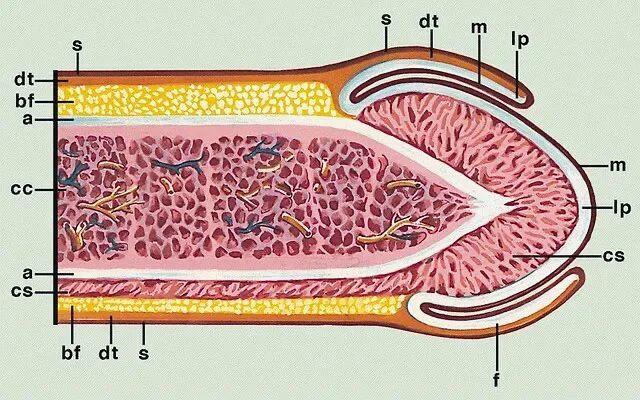 如何降低龟头敏感度？根据龟头的解剖结构，想要降低龟头的敏感度主要采用外用方法，如龟头表面局麻剂或手术