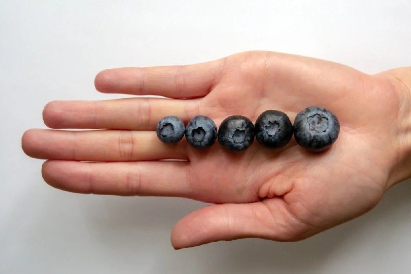 冷知识：蓝莓真不是越大越好！蓝莓在水果中，膳食纤维、维生素 K、维生素 C、钾都还算不错，但最重要的还是它的抗氧化性，其中当属花青素为主的多酚成分最厉害