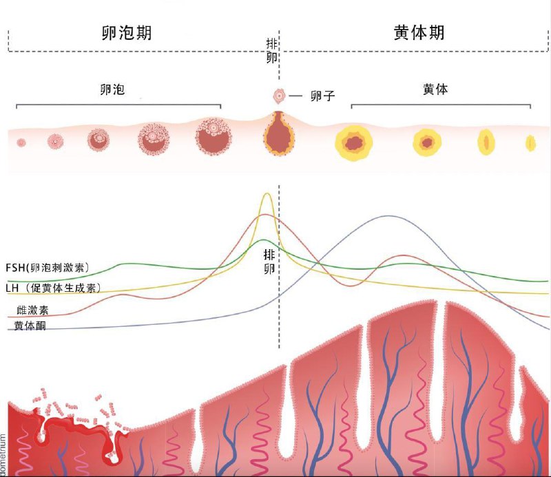 人类月经周期确实与月球公转周期接近，但是不是月亮惹的祸至今没有依据子宫出血第一天为被定义为月经周期的开始，两次月经第一天的间隔时间被称一个月经周期正常女性平均月经周期长度为28天，月经持续时间多数为3～7天子宫之所以出血是因为子宫内膜血管破裂及内膜碎片从基底层成片脱落的结果月经量多少很难统计，卫生巾测定法很难精准定量，有人用Fe59 标记红细胞测定月经量为10～55ml/周期 如每月失血量多于80ml，则被认为病理状态规律性月经周期的建立是女性生殖功能成熟的重要标志，是下丘脑、垂体、卵巢和子宫之间相互作用、精细调节的结果月经周期可分为三个主要时期即月经期、卵泡期及黄体期1.月经期始于月经来潮第1天，持续1～6天月经周期的第1～4日，雌、孕激素水平下降，促进内膜中前列腺素的合成、活化前列腺素刺激子宫肌层收缩而引起内膜功能层的螺旋小动脉持续痉挛，内膜血流减少、缺血坏死受损缺血的坏死组织面积逐渐扩大，组织变性坏死，血管壁通透性增加，使血管破裂，导致海绵层底部散在小血肿的形成加之水解酶的分解作用，使内膜碎片从基底层成片脱落随血液一起排出即为月经，这是由孕酮和雌激素的撤退引起内膜剥离后创面在雌激素影响下，基底层细胞又不断增生，覆盖整个创面，从而使创面修复、止血，新的一个周期又重新开始2.卵泡期特点是卵巢有快速生长的卵泡若以卵巢周期来分，从周期第1天至第5天亦为早卵泡期，晚卵泡期开始于月经期的最后1天，如果月经持续5天，那么第6天便是晚卵泡期开始在卵泡期中，从月经期开始发育的卵泡继续生长，并分泌雌激素，雌激素使子宫内膜增生