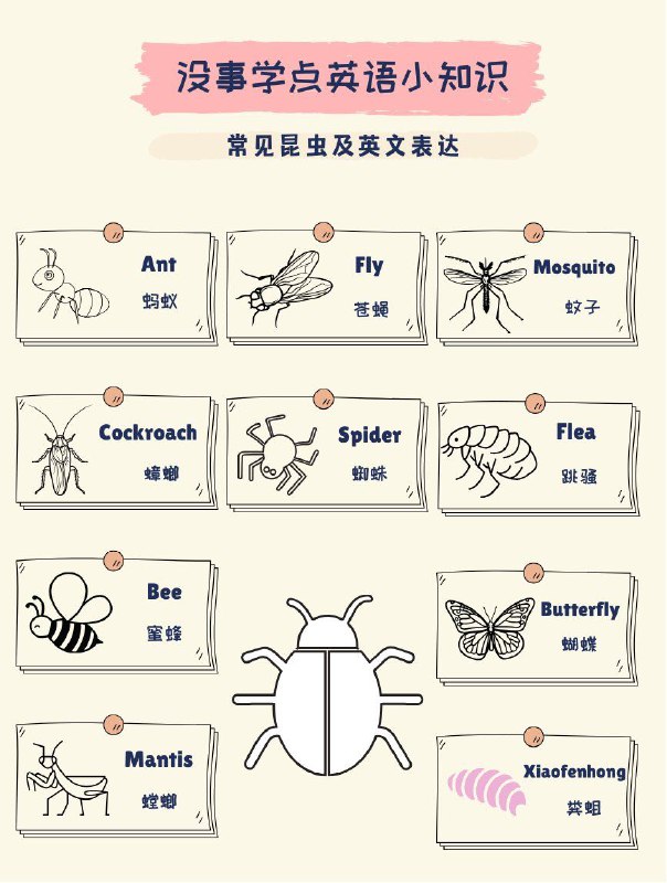没事学点英语小知识：常见虫子及英文表达#英语小知识