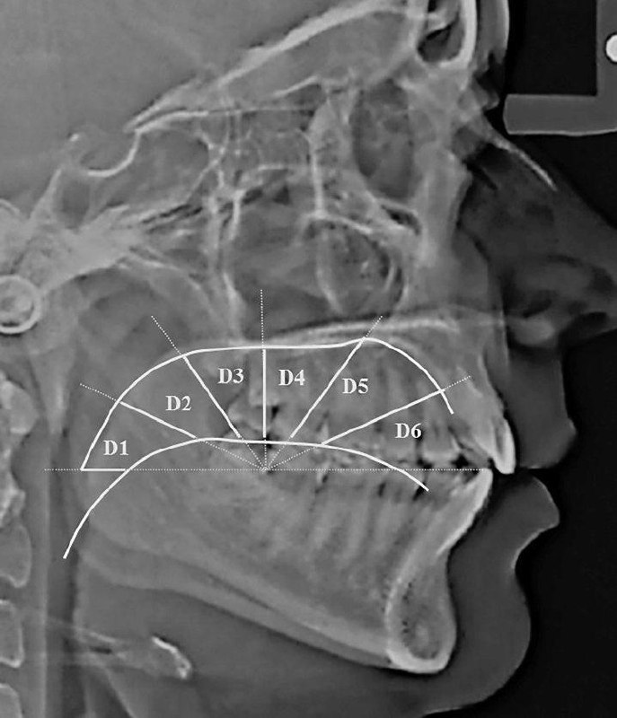 舌头的位置影响整个身体
