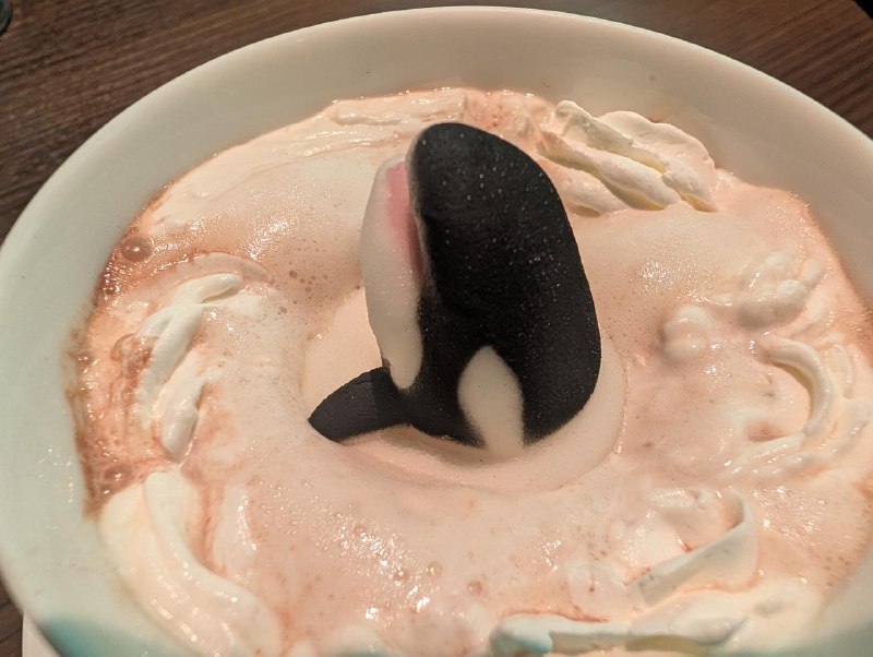 一群虎鲸，间谍跳跃可可名古屋港公共水族馆一群虎鲸，间谍跳跃可可名古屋港公共水族馆