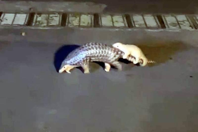 关于穿山甲的10个冷知识 1.穿山甲是哺乳类，它们是有奶子的2.穿山甲没有牙齿3.穿山甲的鳞片一旦被咬掉、拔掉是无法长出来的4.穿山甲的尾巴对于繁殖很重要，特别是母穿山甲的尾巴，因为baby穿山甲需要抱着妈咪穿山甲尾巴跟着移动，一旦尾巴没了，baby穿山甲死定了，因为一定会滚下去5.穿山甲主食是蚂蚁，他们最喜欢举尾蚁，而举尾蚁事实上比琉璃蚁还疯，琉璃蚁可能爬到你身上是4、5只咬你几口，举尾蚁是你只要敢碰他们巢就是每只跟你他妈的拼了6.全世界穿山甲都有受到盗猎的危机，都是保育类，台湾穿山甲目前头号危机不是盗猎，是他马的破狗把穿山甲当洁牙骨7.中华穿山甲的主食举尾蚁的蚁巢摸起来很像纸，在救伤or动物园里面的穿山甲要吃举尾蚁巢都是一颗一颗冷冻的，价格不便宜而且跟赌石一样，有时候很大颗但里面超空的，跟赌石一样切下去才知道这颗里面含量多不多