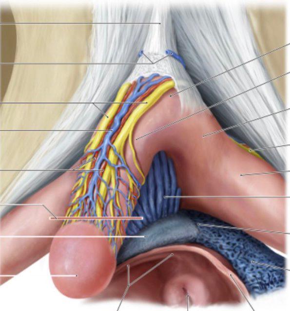 阴蒂并非是一个豆豆，更像一只飞鸟阴蒂是人体唯一的只与快乐有关的器官，也是唯一只与性功能和性行为有关的器官人类的阴蒂海绵体与阴茎海绵体在组织发生学上同源，其结构与阴茎类似即使扒开阴蒂包皮，我们所见的阴蒂也只不过是其冰山一角的尖端，阴蒂头和阴蒂体相加约长20～25mm阴蒂分为三部分，前端为阴蒂头，中间为阴蒂体，后部为阴蒂脚阴蒂头即阴蒂前部，为阴蒂的可显露部分，位于两侧小阴唇汇合处的顶端，部分露于阴蒂包皮之外，也有完全位于包皮之内者阴蒂头很小，其长宽均约2～4mm，但个体差异很大，即使直径达10mm也属正常阴蒂头深部即阴蒂体，后者继续向后延伸相互分离形成粗大的两条阴蒂脚，它们分别附着于左右坐骨支和耻骨下支上，阴蒂脚的长度约为体的2倍，直径也更粗阴蒂也是海绵体结构，但与男性阴茎不同，只有两个阴蒂海绵体，缺乏尿道海绵体这是由于阴蒂距离尿道尚有一定距离，故而女性的尿道海绵体并未与阴蒂伴行，而在尿道周围（此处正好是传说中G点的部位），其深部与前庭球相连既然是海绵体结构，阴蒂也会因为海绵体血液充盈而勃起，使之肿胀、勃起和变硬阴蒂勃起的机制与阴茎相似，血液的流入与流出的控制机制也十分复杂，缘于动脉血流的增加，动静脉交通支的关闭及静脉回流的阻断阴蒂也有两种生理状态，即唤起状态和非唤起状态非唤起状态指没有受到任何性刺激，或性刺激很小的平常状态；性唤起状态是性刺激的强度和有效性明显增强时的状态阴蒂不仅接受外部刺激，也受自身勃起的刺激，充血肿胀改变了特异神经末梢的感受性，这是从性唤起到性高潮的进程中正反馈的重要来源阴蒂富有感觉神经末梢，感觉敏锐，是女性最敏感的性器官，贯穿阴蒂头和海绵体的躯体神经纤维上不规则地分布着Krause小体，阴蒂头上的Krause小体密度最大有研究认为阴蒂头和阴茎头内的Krause小体总数相当，这意味着阴蒂头中Krause小体的密度比松弛的阴茎头高出15倍因此理论推测，阴蒂对性刺激的敏感度远高于阴茎Krause小体传入神经的密度很高，且对振动高度敏感，对40-80Hz的机械振动有着最佳敏感性，故对触摸非常敏感当Krause小体受到刺激时会唤起性反射，包括阴蒂勃起和阴道收缩，从而将女性带入正反馈的仙境 ……女性阴蒂在夜晚也不闲着，也有类似晨勃的体验阴蒂在每晚有数次数十分钟的夜间勃起现象，可在晨醒或睡眠中体验到阴蒂肿胀、勃起和抽动的感觉，甚至高潮反应（你也可以把阴蒂理解为迷你版龟头）阴蒂并非是一个豆豆，更像一只飞鸟阴蒂是人体唯一的只与快乐有关的器官，也是唯一只与性功能和性行为有关的器官人类的阴蒂海绵体与阴茎海绵体在组织发生学上同源，其结构与阴茎类似即使扒开阴蒂包皮，我们所见的阴蒂也只不过是其冰山一角的尖端，阴蒂头和阴蒂体相加约长20～25mm阴蒂分为三部分，前端为阴蒂头，中间为阴蒂体，后部为阴蒂脚阴蒂头即阴蒂前部，为阴蒂的可显露部分，位于两侧小阴唇汇合处的顶端，部分露于阴蒂包皮之外，也有完全位于包皮之内者阴蒂头很小，其长宽均约2～4mm，但个体差异很大，即使直径达10mm也属正常阴蒂头深部即阴蒂体，后者继续向后延伸相互分离形成粗大的两条阴蒂脚，它们分别附着于左右坐骨支和耻骨下支上，阴蒂脚的长度约为体的2倍，直径也更粗阴蒂也是海绵体结构，但与男性阴茎不同，只有两个阴蒂海绵体，缺乏尿道海绵体这是由于阴蒂距离尿道尚有一定距离，故而女性的尿道海绵体并未与阴蒂伴行，而在尿道周围（此处正好是传说中G点的部位），其深部与前庭球相连既然是海绵体结构，阴蒂也会因为海绵体血液充盈而勃起，使之肿胀、勃起和变硬阴蒂勃起的机制与阴茎相似，血液的流入与流出的控制机制也十分复杂，缘于动脉血流的增加，动静脉交通支的关闭及静脉回流的阻断阴蒂也有两种生理状态，即唤起状态和非唤起状态非唤起状态指没有受到任何性刺激，或性刺激很小的平常状态；性唤起状态是性刺激的强度和有效性明显增强时的状态阴蒂不仅接受外部刺激，也受自身勃起的刺激，充血肿胀改变了特异神经末梢的感受性，这是从性唤起到性高潮的进程中正反馈的重要来源阴蒂富有感觉神经末梢，感觉敏锐，是女性最敏感的性器官，贯穿阴蒂头和海绵体的躯体神经纤维上不规则地分布着Krause小体，阴蒂头上的Krause小体密度最大有研究认为阴蒂头和阴茎头内的Krause小体总数相当，这意味着阴蒂头中Krause小体的密度比松弛的阴茎头高出15倍因此理论推测，阴蒂对性刺激的敏感度远高于阴茎Krause小体传入神经的密度很高，且对振动高度敏感，对40-80Hz的机械振动有着最佳敏感性，故对触摸非常敏感当Krause小体受到刺激时会唤起性反射，包括阴蒂勃起和阴道收缩，从而将女性带入正反馈的仙境 ……女性阴蒂在夜晚也不闲着，也有类似晨勃的体验阴蒂在每晚有数次数十分钟的夜间勃起现象，可在晨醒或睡眠中体验到阴蒂肿胀、勃起和抽动的感觉，甚至高潮反应（你也可以把阴蒂理解为迷你版龟头）