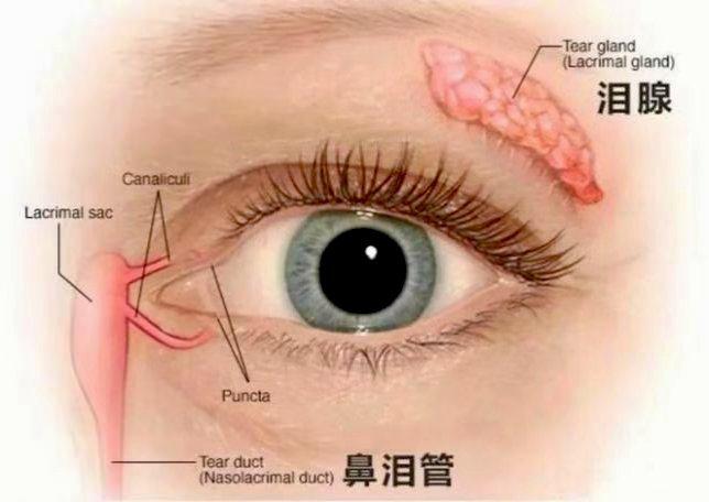 泪点低其实不是“矫情” 可能是大脑神经太发达」对于有些人来说，一件细微小事都会触动情绪，听一首歌就眼眶发酸想流泪，看到一只受伤的小猫会伤心的哭......泪失禁体质可能是大脑太发达了,除了有“从小哭到大”的习性，天生发达的大脑镜像神经元也是泪点低的原因之一
