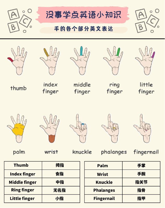 没事学点英语小知识：关于手的各个部分英文表达👋#英语小知识
