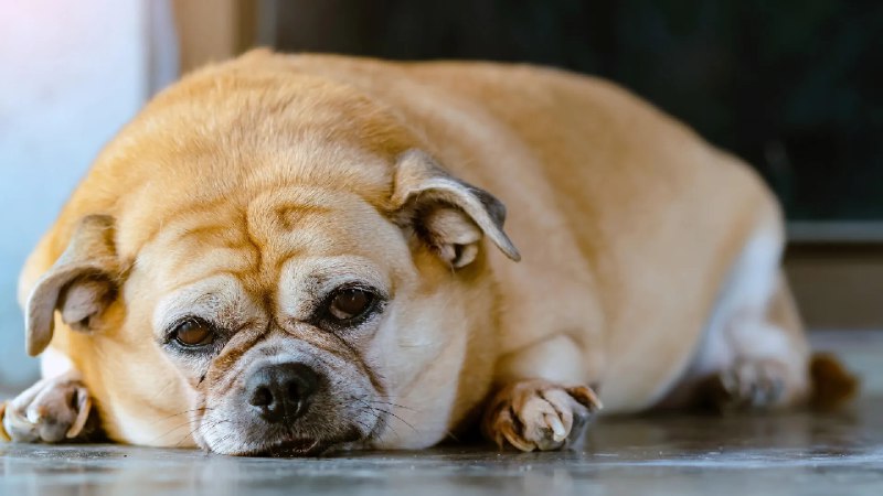 动物王国正遭遇人类慢性疾病侵袭最新研究表明，动物王国正面临前所未有的慢性疾病危机，这些疾病曾被认为是人类的"专利"