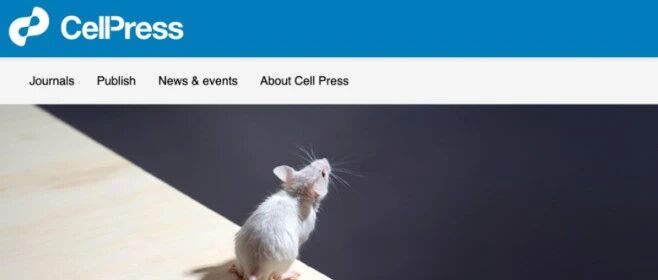 小鼠抑郁测试背后隐藏着复杂的“学习”和“决策”过程在研究抑郁症的动物模型中，我们常常看到“强迫游泳实验”和“悬尾实验”