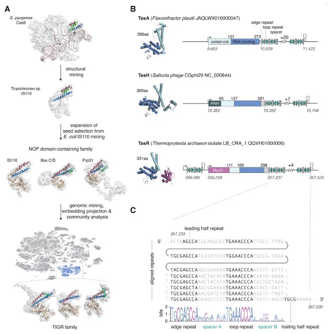 张锋团队突破基因编辑瓶颈！发现新型RNA引导系统TIGR-Tas，为基因治疗带来新工具​张锋院士团队在《科学》杂志发表最新研究，揭示了一种名为TIGR-Tas的全新基因编辑系统