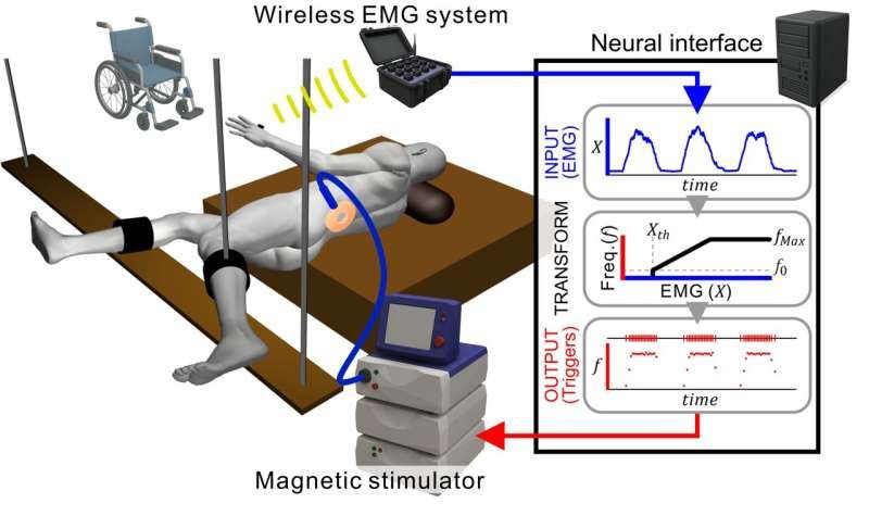 无创闭环脊髓刺激让瘫痪患者重获行走能力脊髓损伤导致大脑与控制腿部运动的脊髓中枢之间的通信中断，造成下肢瘫痪