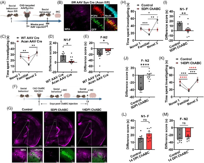 为何阿尔茨海默患者会最先遗忘亲人？对于阿尔茨海默病（AD）患者及其家庭而言，最令人心碎的症状往往不是计算能力的下降，而是逐渐无法认出至亲好友从而产生严重的社交隔阂 