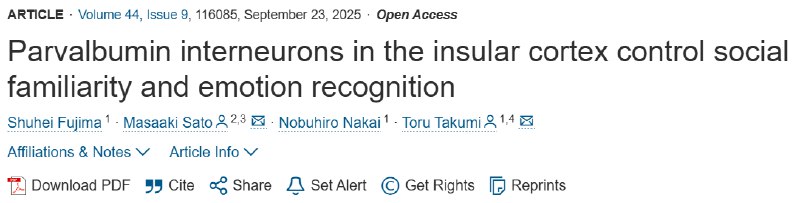 读懂“眼色”全靠它？大脑“社交情境开关”被发现我们如何识别他人的情绪，又如何对熟人“习以为常”？一项新研究指出，大脑岛叶皮层（aIC）中的Parvalbumin（PV）中间神经元，在控制社交熟悉度和情绪识别方面起着决定性作用 