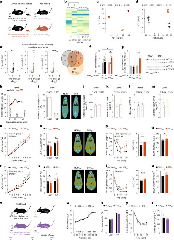 婴儿期闻香味竟会影响成年后肥胖风险？新研究揭示感官编程的惊人发现孕期和哺乳期母亲饮食中的脂肪气味可能通过感官编程影响后代终身肥胖风险