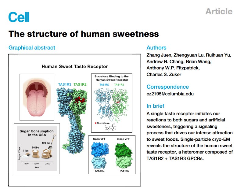 人类“嗜甜”有解了！科学家首次解析甜味受体结构我们为什么如此热爱甜食？《Cell》杂志发表的一项最新研究揭示了其中的奥秘
