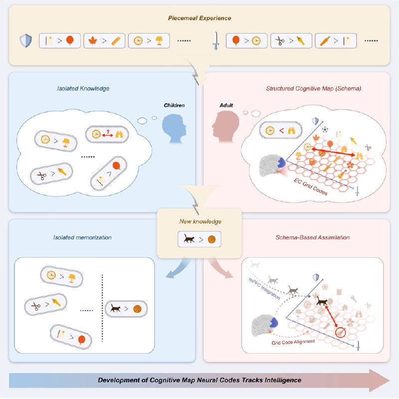 大脑里的“知识地图”如何塑造我们的推理能力？新研究揭示神经机制我们的大脑如何像一张不断扩展的地图，来理解新事物？从儿童学习识别形状到青少年掌握复杂概念，大脑似乎在构建一套“知识图式”，但具体神经机制一直是个谜