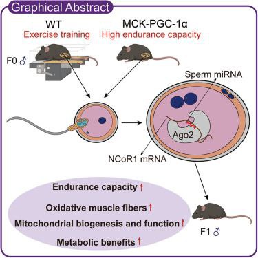 父亲的运动成果能“遗传”给下一代！？近期，一项发表于《细胞·代谢》的最新研究颠覆了我们的传统认知