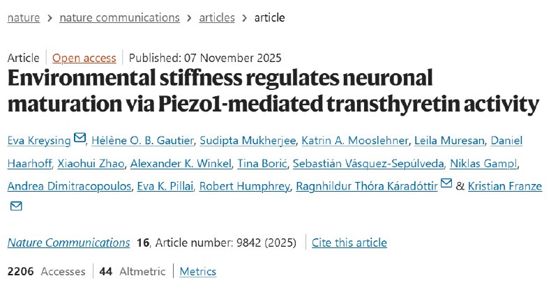 大脑越“软”长得越快？环境硬度竟是神经发育的隐形指挥棒我们通常认为大脑的发育主要由基因蓝图和化学信号掌控，仿佛一切早已注定