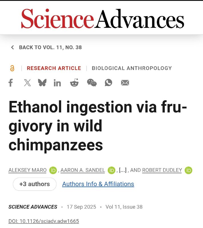 黑猩猩每日酒精摄入量相当于两杯鸡尾酒研究人员首次测量了非洲栖息地中黑猩猩可食用水果的酒精含量，发现这些动物每天可以轻松摄入相当于两杯标准酒精饮料的酒精