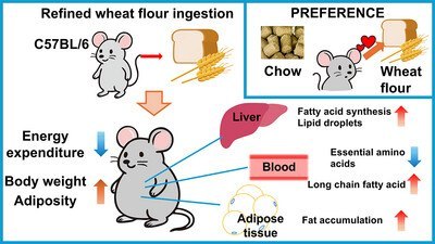 小麦面粉或助长体重？小鼠实验揭示其代谢奥秘小麦作为常见主食，我们每天都会摄入