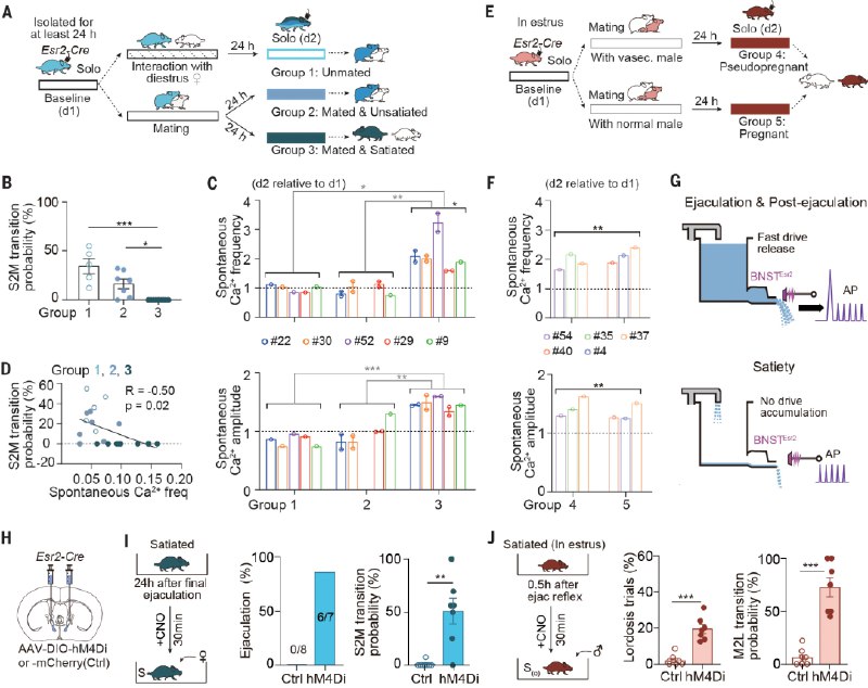 为何会有“贤者时间”？科学家揭秘性行为影响交配动机的神经密码《科学》杂志发表的一项研究首次揭示了性经验如何通过特定脑区神经元长期改变动物的交配动机