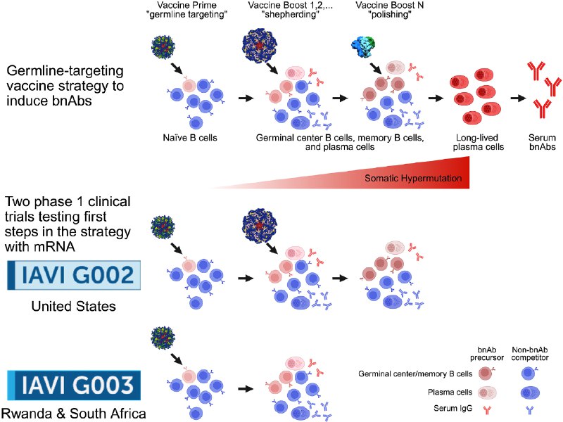 mRNA技术双管齐下，HIV疫苗研发迎里程碑式突破近日，《科学》及《科学·转化医学》期刊同期发表三篇重磅论文，共同揭示了mRNA技术在艾滋病（HIV）疫苗研发中取得的两项里程碑式突破