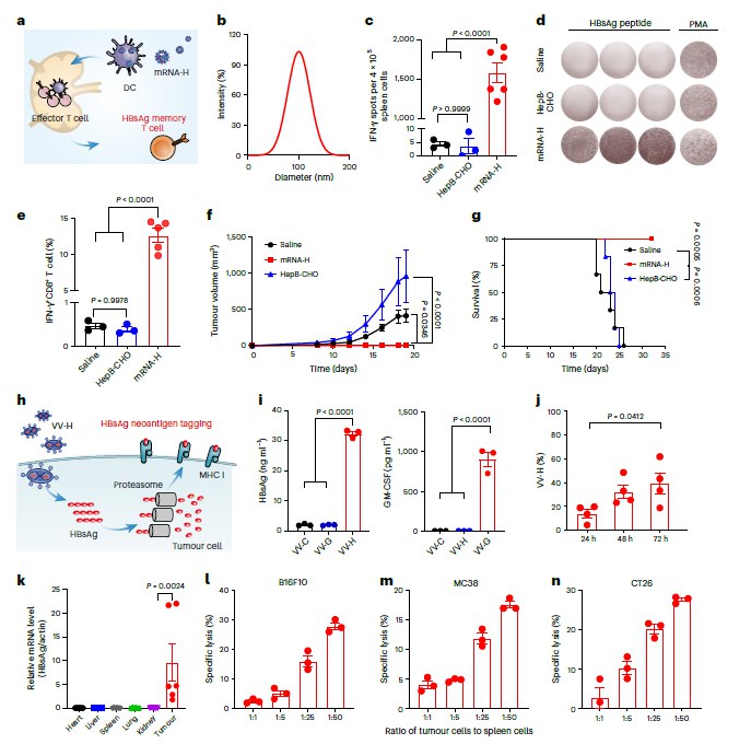 给癌细胞强行贴上“乙肝标签”，借力打力清除实体瘤癌症疫苗研发一直是医学难题，主要是因为实体瘤千人千面且善于伪装，免疫系统难以精准识别，或在肿瘤局部被抑制 