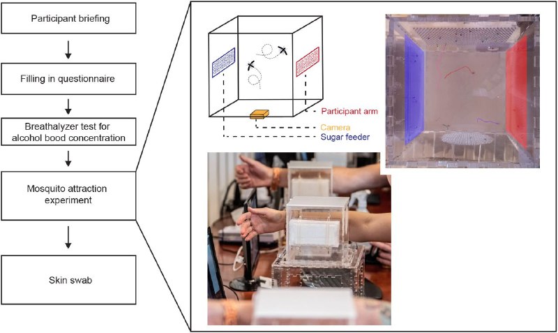 蚊子爱叮谁？荷兰研究揭秘：爱喝啤酒的“享乐主义者”更受青睐为什么有些人是天生的“蚊子磁铁”？荷兰拉德堡德大学医学中心的研究人员在一场大型音乐节上找到了线索