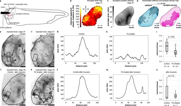 大脑越“软”长得越快？环境硬度竟是神经发育的隐形指挥棒我们通常认为大脑的发育主要由基因蓝图和化学信号掌控，仿佛一切早已注定