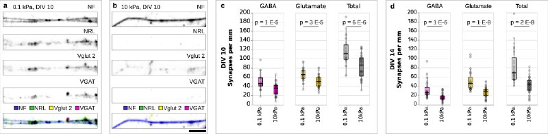 大脑越“软”长得越快？环境硬度竟是神经发育的隐形指挥棒我们通常认为大脑的发育主要由基因蓝图和化学信号掌控，仿佛一切早已注定