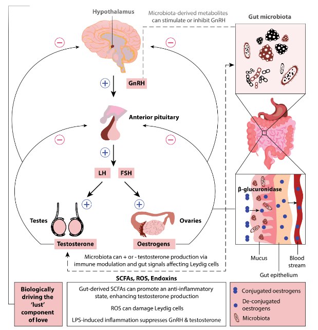 爱情，可能由肠道菌群说了算！？“爱”这种复杂的人类情感，长久以来被认为是心理和社会的产物