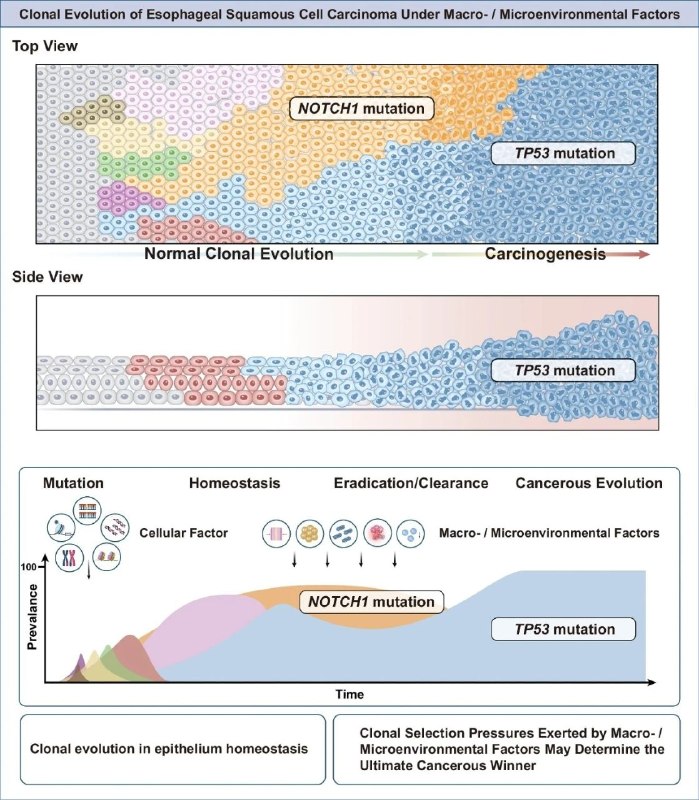 食管癌的分子机制与精准治疗新突破：从发病到治愈的路径探索食管癌是全球常见的恶性肿瘤，尤其在中国，其发病率和死亡率居高不下