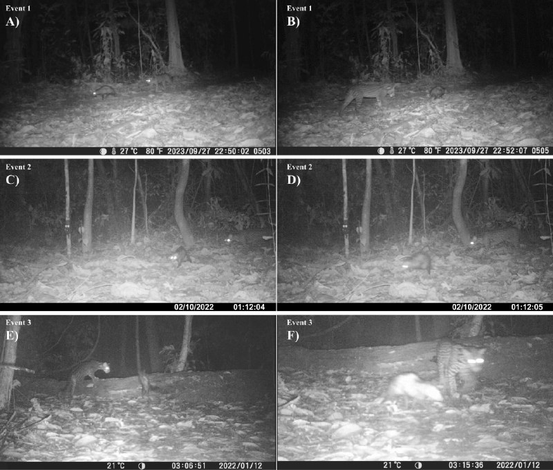 猫鼠联盟，在线组队？虎猫与负鼠的神奇友谊！本该是捕食者与猎物的虎猫和负鼠，竟然被拍到在丛林里悠闲地“压马路” ！根据《生态圈》（Ecosphere）期刊的报道 ，相机陷阱在秘鲁雨林中四次捕捉到这对奇特组合，它们亲密同行，负鼠全程淡定 