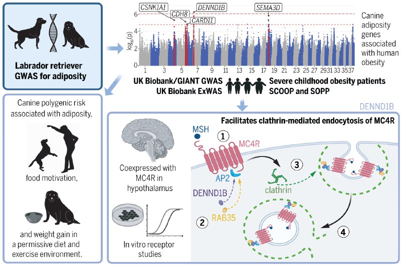 汪汪队立大功！科学家发现人犬通用“肥胖基因”肥胖已成为全球性的健康挑战，其复杂的遗传机制尚未完全阐明