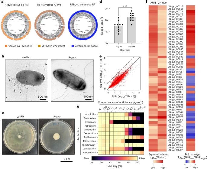 “细菌特工队”升级战术：揭秘饿死肿瘤的“三步必杀技”近期发表于《自然 · 生物医学工程》的一项研究中，科学家发现了一种由奇异变形杆菌（A-gyo）和沼泽红假单胞菌（UN-gyo）—— 以 3:97 的“黄金比例”组成的复合菌剂（AUN），它能高效、安全地清除肿瘤，且无需基因工程改造