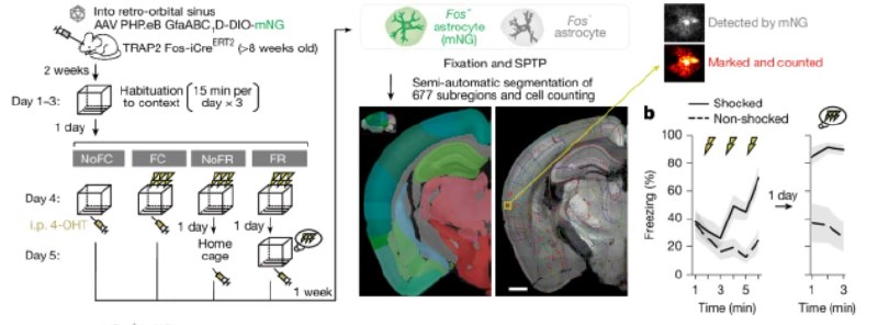不止神经元！科学家发现大脑中的“记忆稳定器”记忆为何能被反复巩固？过去认为这主要是神经元的工作