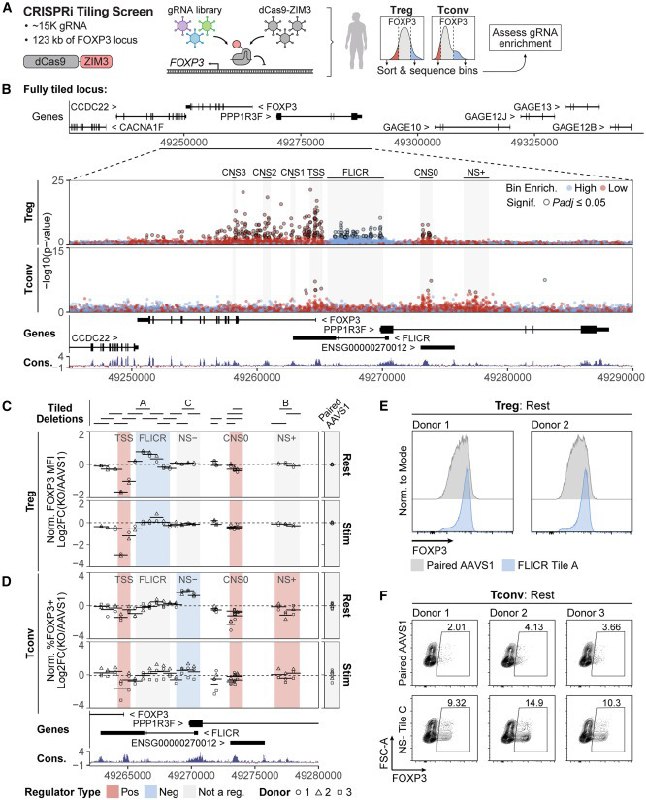 免疫细胞的“刹车”与“油门”调节性T细胞（Treg）是免疫系统的“维稳部队”，防止免疫反应过度伤及自身，而FOXP3基因则是维持其功能的“总司令”