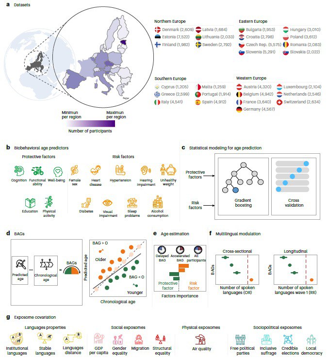掌握外语的隐藏好处：或许可以延缓衰老！？除了运动和教育等熟知的因素，还有什么办法能延缓衰老？过去的研究结论不一 