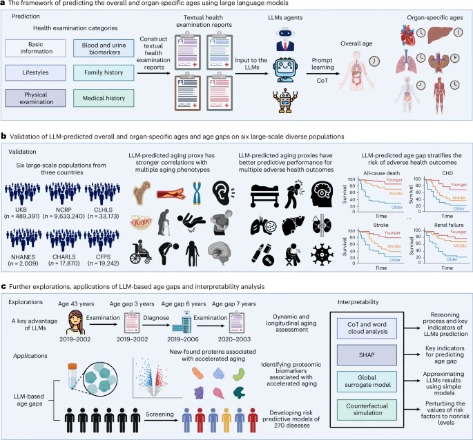 大模型精准预测生理年龄，重塑健康管理近日，发表在《自然-医学》上的一项开创性研究指出，大语言模型（LLMs）能够仅通过常规体检报告，精准预测个体的整体及器官特定生理年龄