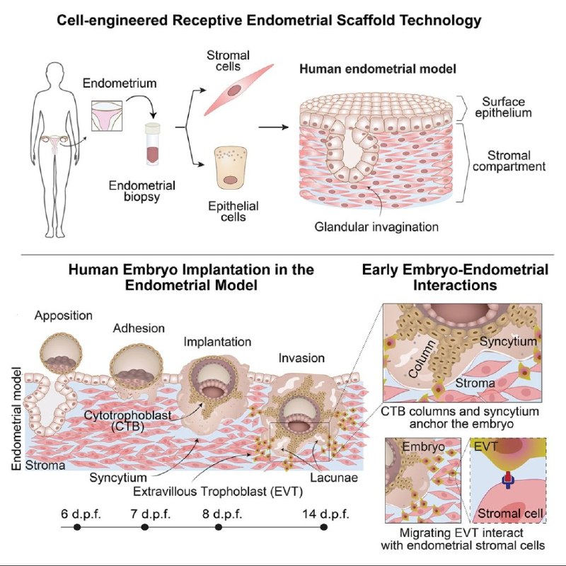 科学家构建首个体外人类胚胎植入模型，揭秘着床关键机制怀孕过程中，胚胎成功着床是关键一步，但这一过程在体内难以观察，成功率也较高