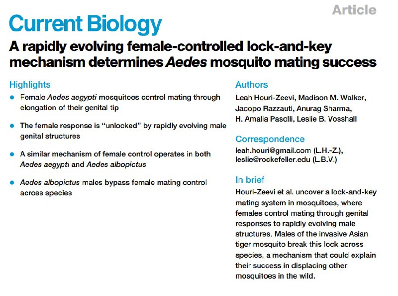 雌蚊的“锁”与虎蚊的“万能钥”，荧光精子帮助科学家看“蚊片”雌性伊蚊一生通常只交配一次 ，因此伴侣的选择至关重要