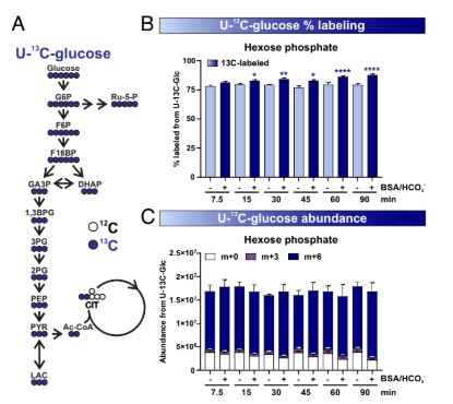 精子总动员：揭秘从“待机”到“冲刺”的完整能量策略哺乳动物的精子在射精前，储存于附睾尾部，处于一种低能耗的“休眠”状态 