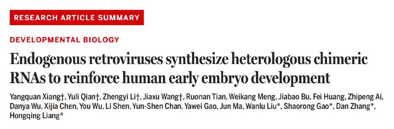 内源性逆转录病毒RNA或助胚胎发育？科学家揭示其在早期胚胎中的关键作用人类胚胎在发育早期会经历一个关键阶段——合子基因组激活（ZGA），若此过程失败，可能导致胚胎停育，给生育带来挑战