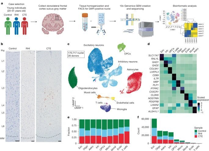 运动撞击的代价：《自然》研究揭示年轻运动员大脑在病变前已受损拳王泰森晚年步履蹒跚、记忆衰退，许多从事激烈对抗运动的明星老年都面临着神经系统疾病的困扰