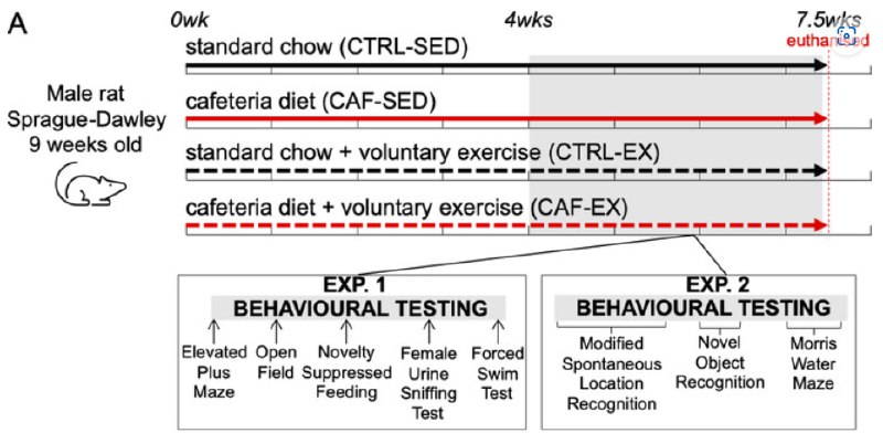 运动能抵御高脂高糖饮食的“情绪暴击”吗？大鼠研究揭示关键机制高脂高糖的“西式饮食”不仅催人肥胖，还可能导致抑郁和焦虑 