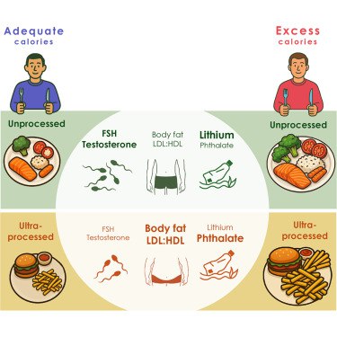 超加工食品新“罪证”：不仅让你胖，还可能影响生育力近期《细胞 · 代谢》（Cell Metabolism）上发表的一项新研究为超加工食品（UPFs）的危害再添力证 