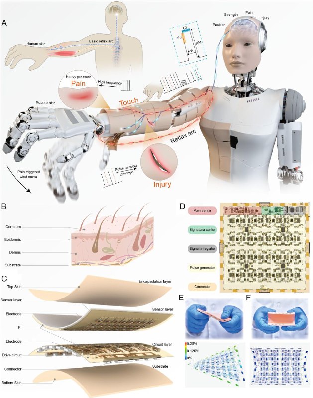 机器人皮肤新突破：不仅能感知，还会主动喊疼随着人机交互日益紧密，我们希望机器人不再是冷冰冰的机器，而是能更安全、更自然地与我们共处