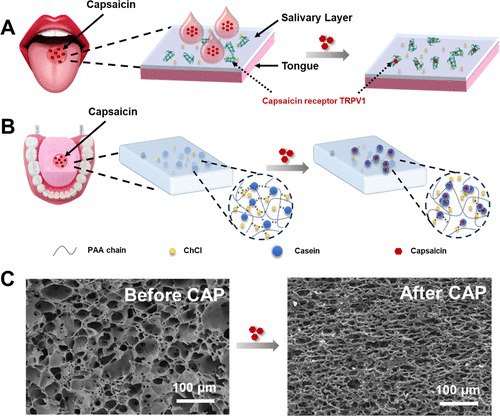 柔软灵活的人工舌头：未来机器人也能尝辣了辣味感知一直是人工味觉系统难以攻克的技术难题，因为辣味并非传统意义上的"味觉"，而是痛觉感受器对辣椒素等化合物的反应