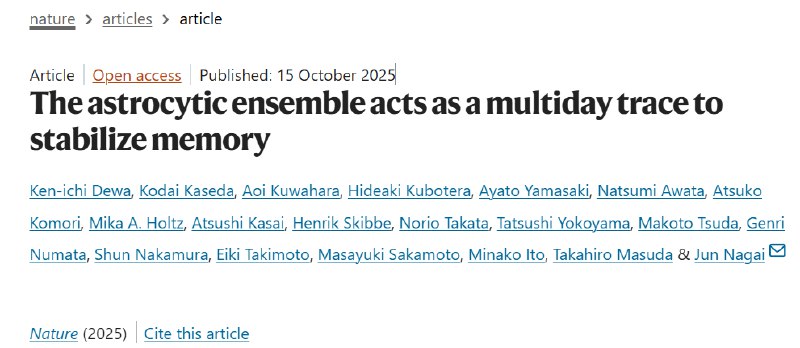 不止神经元！科学家发现大脑中的“记忆稳定器”记忆为何能被反复巩固？过去认为这主要是神经元的工作